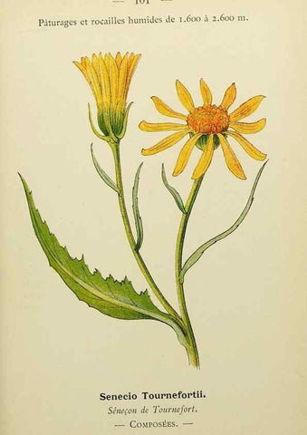 Reproducción/Reproduction 49345326681: Nouvelle flore coloriée de poche des Alpes et des Pyrénées.. Paris,Klincksieck,1906-1912.. 