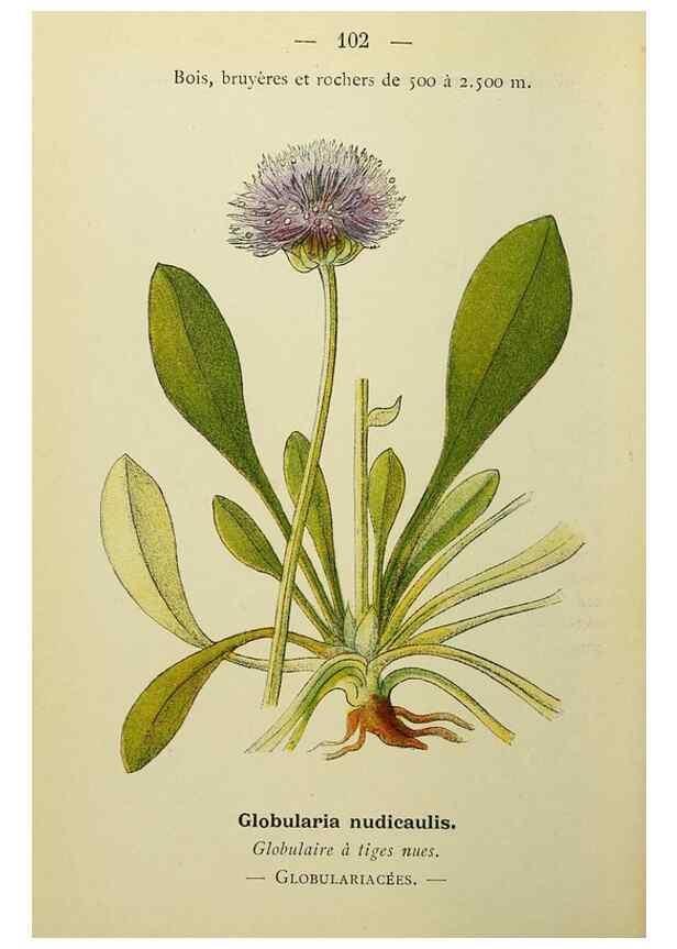 Reproducción/Reproduction 49345327166: Nouvelle flore coloriée de poche des Alpes et des Pyrénées.. Paris,Klincksieck,1906-1912.. 