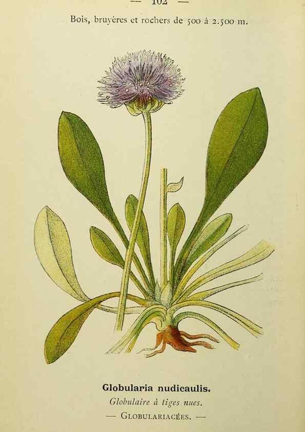 Reproducción/Reproduction 49345327166: Nouvelle flore coloriée de poche des Alpes et des Pyrénées.. Paris,Klincksieck,1906-1912.. 