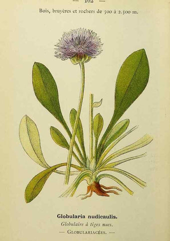Reproducción/Reproduction 49345327166: Nouvelle flore coloriée de poche des Alpes et des Pyrénées.. Paris,Klincksieck,1906-1912.. 