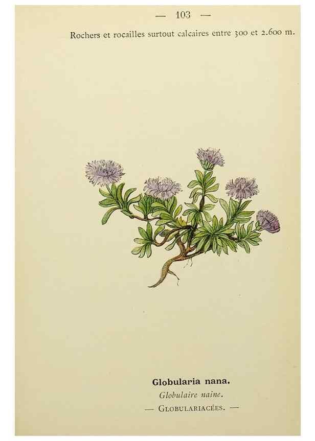 Reproducción/Reproduction 49344867993: Nouvelle flore coloriée de poche des Alpes et des Pyrénées.. Paris,Klincksieck,1906-1912.. 