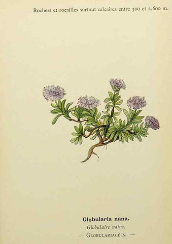 Reproducción/Reproduction 49344867993: Nouvelle flore coloriée de poche des Alpes et des Pyrénées.. Paris,Klincksieck,1906-1912.. 