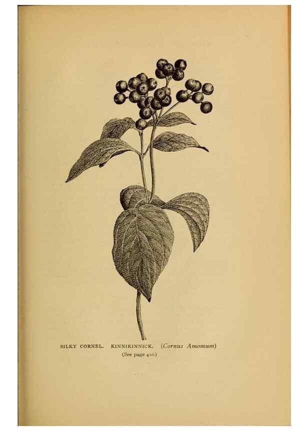 Reproducción/Reproduction 49303734468: Harper's guide to wild flowers,. New York,Harper,1912.. 
