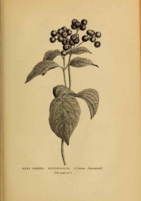 Reproducción/Reproduction 49303734468: Harper's guide to wild flowers,. New York,Harper,1912.. 