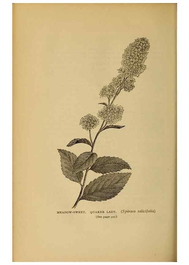 Reproducción/Reproduction 49304222731: Harper's guide to wild flowers,. New York,Harper,1912.. 