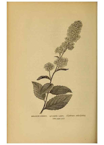 Reproducción/Reproduction 49304222731: Harper's guide to wild flowers,. New York,Harper,1912.. 