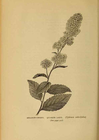 Reproducción/Reproduction 49304222731: Harper's guide to wild flowers,. New York,Harper,1912.. 