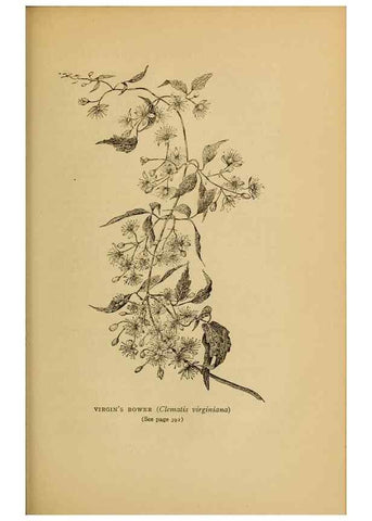 Reproducción/Reproduction 49303733868: Harper's guide to wild flowers,. New York,Harper,1912.. 