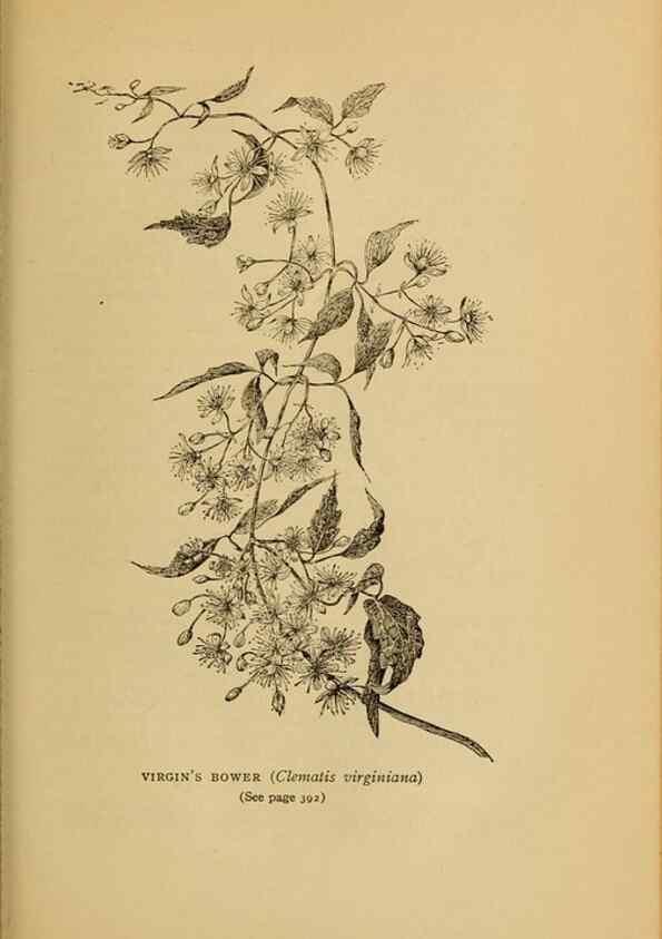 Reproducción/Reproduction 49303733868: Harper's guide to wild flowers,. New York,Harper,1912.. 