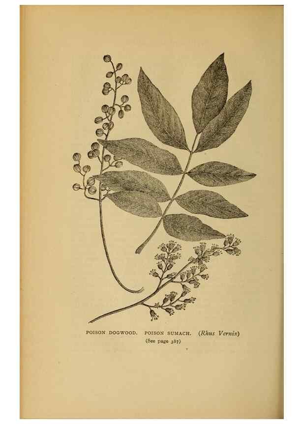 Reproducción/Reproduction 49303733648: Harper's guide to wild flowers,. New York,Harper,1912.. 
