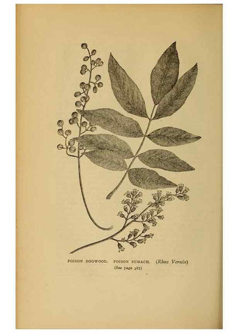 Reproducción/Reproduction 49303733648: Harper's guide to wild flowers,. New York,Harper,1912.. 