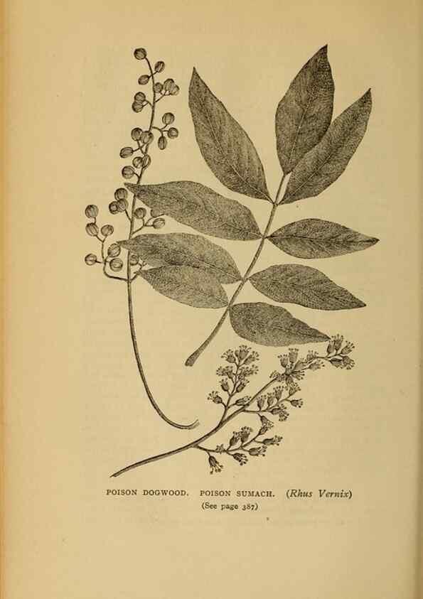 Reproducción/Reproduction 49303733648: Harper's guide to wild flowers,. New York,Harper,1912.. 