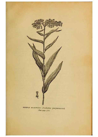Reproducción/Reproduction 49304428382: Harper's guide to wild flowers,. New York,Harper,1912.. 