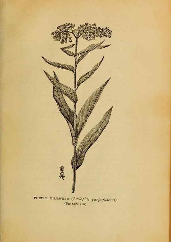 Reproducción/Reproduction 49304428382: Harper's guide to wild flowers,. New York,Harper,1912.. 