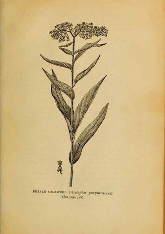 Reproducción/Reproduction 49304428382: Harper's guide to wild flowers,. New York,Harper,1912.. 