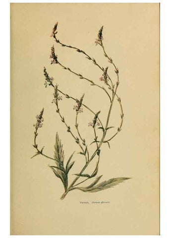 Reproducción/Reproduction 49304428562: Harper's guide to wild flowers,. New York,Harper,1912.. 