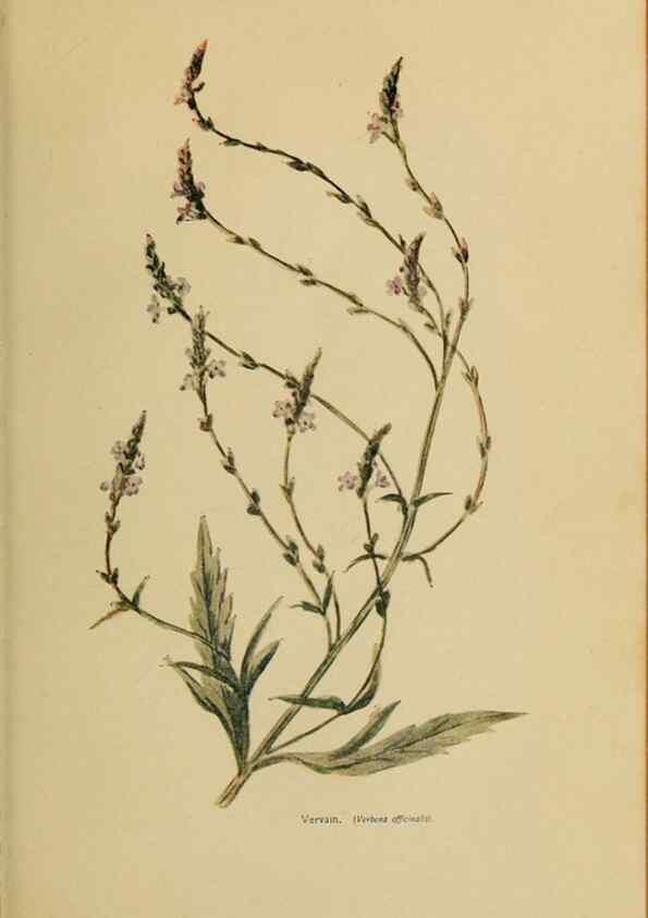 Reproducción/Reproduction 49304428562: Harper's guide to wild flowers,. New York,Harper,1912.. 