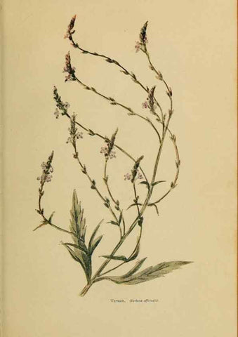 Reproducción/Reproduction 49304428562: Harper's guide to wild flowers,. New York,Harper,1912.. 