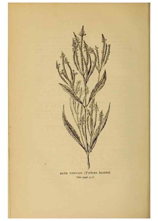 Reproducción/Reproduction 49304219306: Harper's guide to wild flowers,. New York,Harper,1912.. 