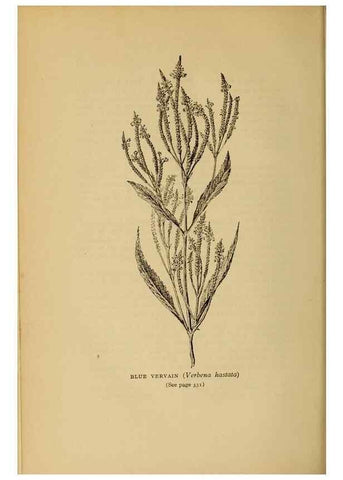 Reproducción/Reproduction 49304219306: Harper's guide to wild flowers,. New York,Harper,1912.. 