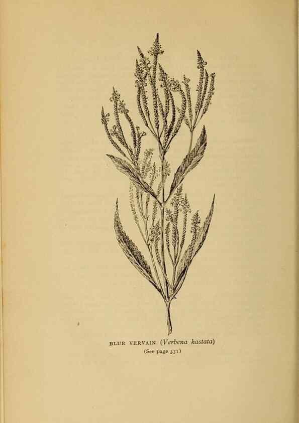 Reproducción/Reproduction 49304219306: Harper's guide to wild flowers,. New York,Harper,1912.. 