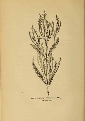 Reproducción/Reproduction 49304219306: Harper's guide to wild flowers,. New York,Harper,1912.. 