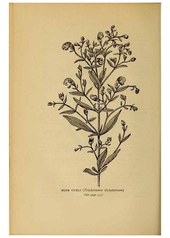 Reproducción/Reproduction 49304428877: Harper's guide to wild flowers,. New York,Harper,1912.. 