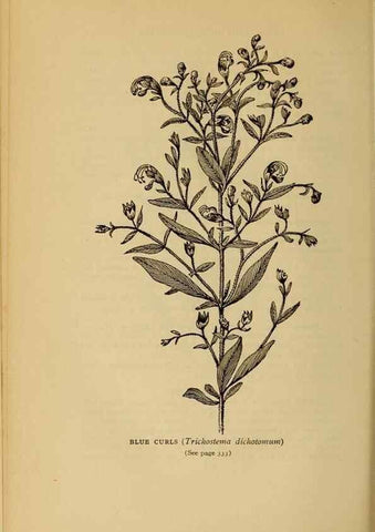 Reproducción/Reproduction 49304428877: Harper's guide to wild flowers,. New York,Harper,1912.. 