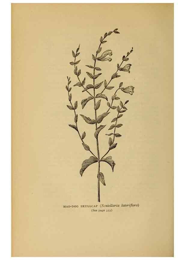 Reproducción/Reproduction 49303730953: Harper's guide to wild flowers,. New York,Harper,1912.. 