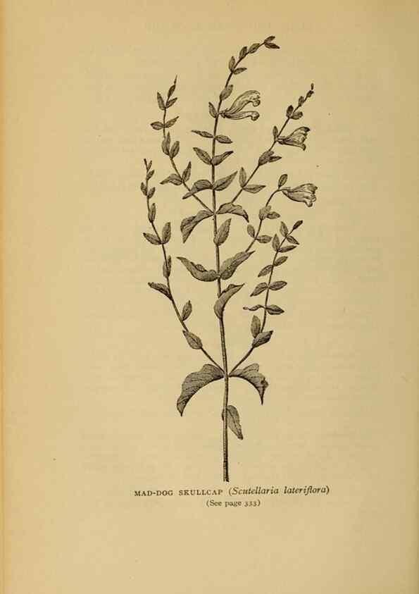 Reproducción/Reproduction 49303730953: Harper's guide to wild flowers,. New York,Harper,1912.. 
