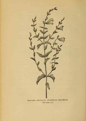 Reproducción/Reproduction 49303730953: Harper's guide to wild flowers,. New York,Harper,1912.. 