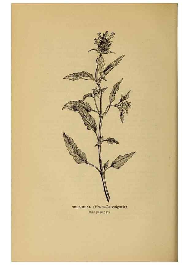 Reproducción/Reproduction 49303731208: Harper's guide to wild flowers,. New York,Harper,1912.. 