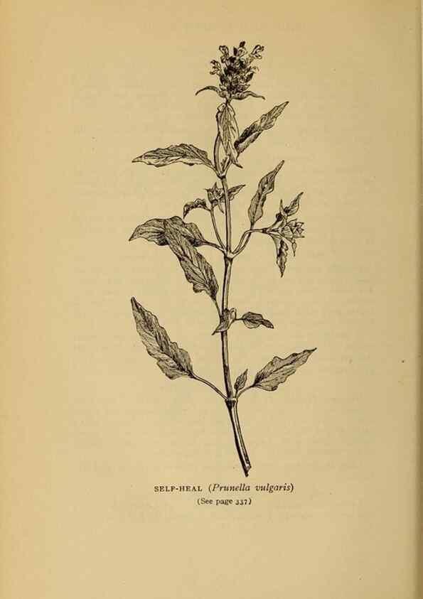 Reproducción/Reproduction 49303731208: Harper's guide to wild flowers,. New York,Harper,1912.. 