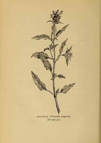 Reproducción/Reproduction 49303731208: Harper's guide to wild flowers,. New York,Harper,1912.. 