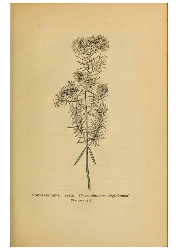 Reproducción/Reproduction 49303731458: Harper's guide to wild flowers,. New York,Harper,1912.. 