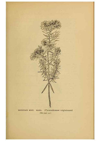 Reproducción/Reproduction 49303731458: Harper's guide to wild flowers,. New York,Harper,1912.. 