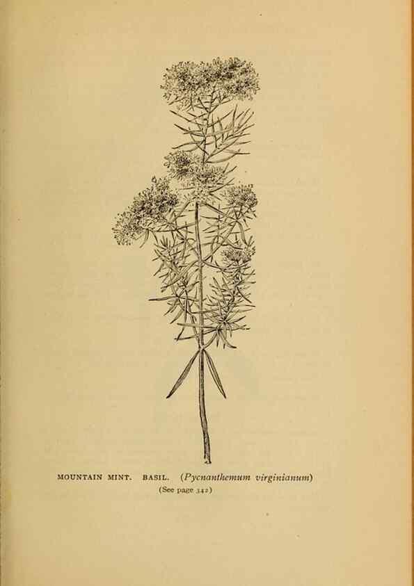 Reproducción/Reproduction 49303731458: Harper's guide to wild flowers,. New York,Harper,1912.. 