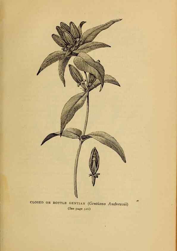 Reproducción/Reproduction 49304427992: Harper's guide to wild flowers,. New York,Harper,1912.. 
