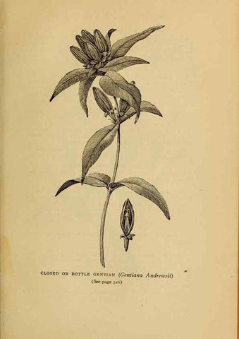Reproducción/Reproduction 49304427992: Harper's guide to wild flowers,. New York,Harper,1912.. 