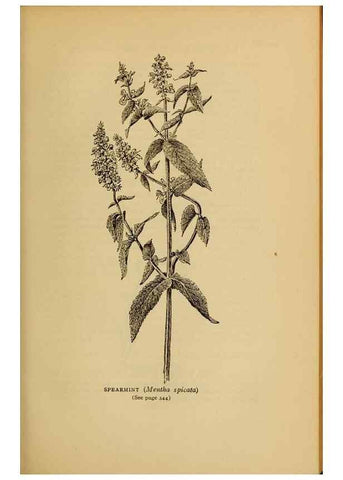 Reproducción/Reproduction 49304220301: Harper's guide to wild flowers,. New York,Harper,1912.. 