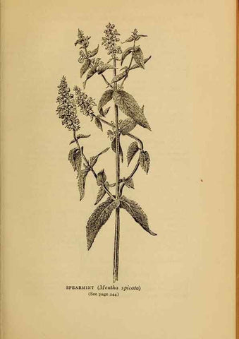 Reproducción/Reproduction 49304220301: Harper's guide to wild flowers,. New York,Harper,1912.. 