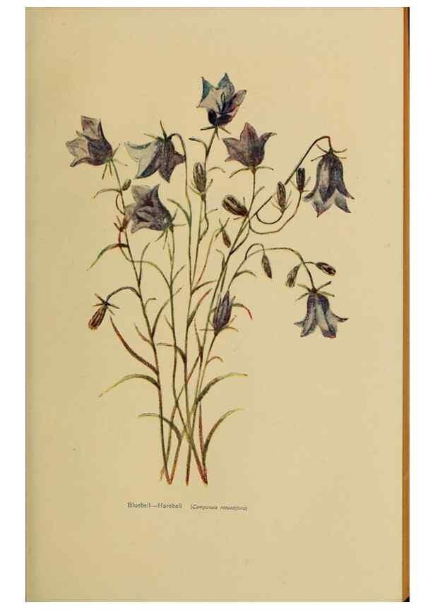 Reproducción/Reproduction 49303732278: Harper's guide to wild flowers,. New York,Harper,1912.. 