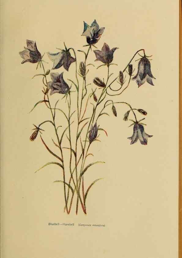 Reproducción/Reproduction 49303732278: Harper's guide to wild flowers,. New York,Harper,1912.. 