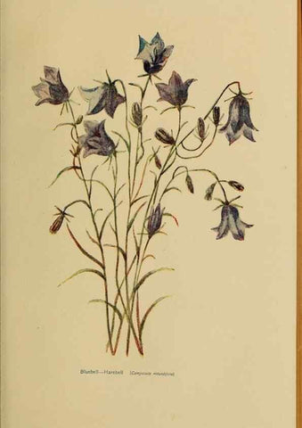 Reproducción/Reproduction 49303732278: Harper's guide to wild flowers,. New York,Harper,1912.. 