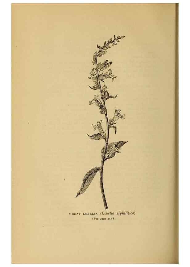 Reproducción/Reproduction 49304221126: Harper's guide to wild flowers,. New York,Harper,1912.. 