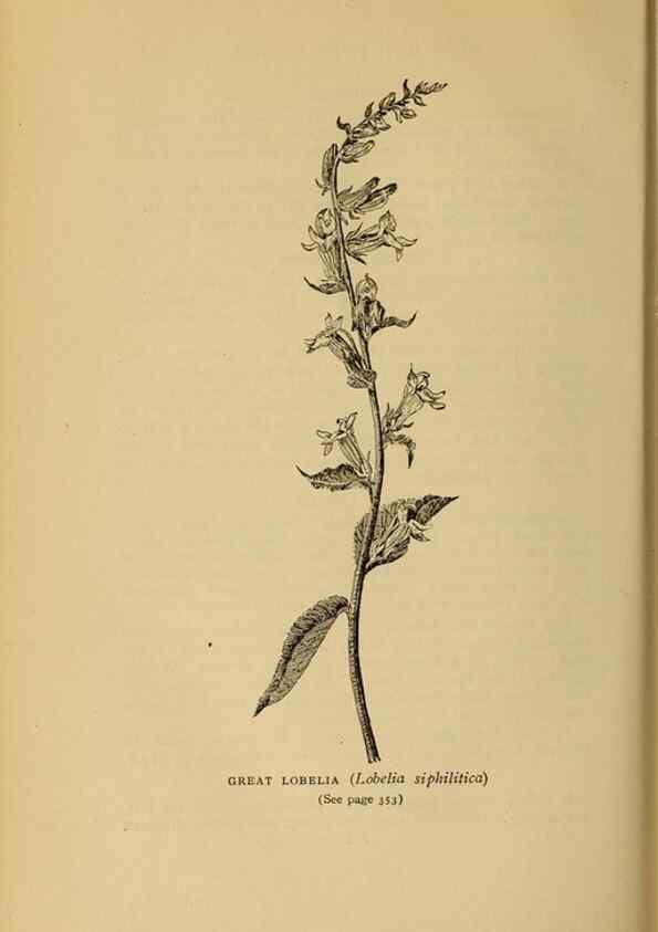 Reproducción/Reproduction 49304221126: Harper's guide to wild flowers,. New York,Harper,1912.. 
