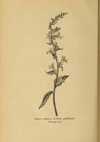 Reproducción/Reproduction 49304221126: Harper's guide to wild flowers,. New York,Harper,1912.. 