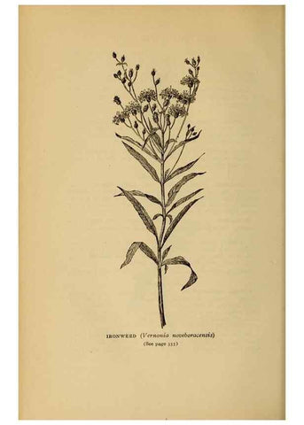 Reproducción/Reproduction 49304430607: Harper's guide to wild flowers,. New York,Harper,1912.. 