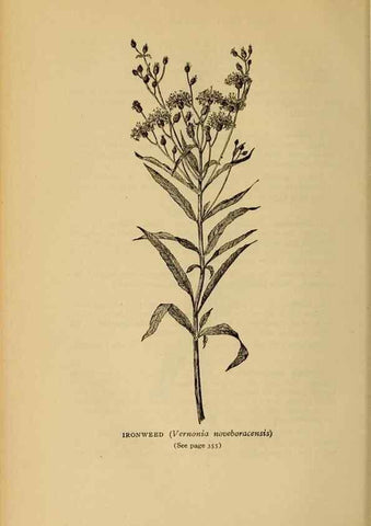 Reproducción/Reproduction 49304430607: Harper's guide to wild flowers,. New York,Harper,1912.. 