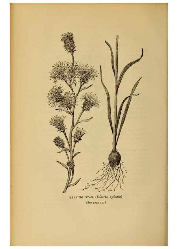 Reproducción/Reproduction 49304221496: Harper's guide to wild flowers,. New York,Harper,1912.. 